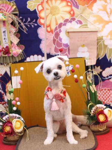 20240114きなこちゃん